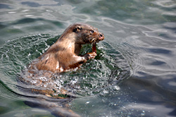 Otters are often seen around the Broadford coast